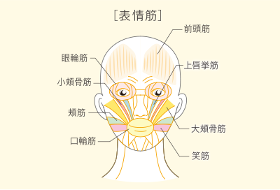 表情筋